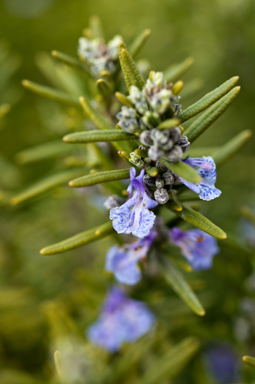 ruzmarin-verbenon-ulje-blossom.jpg – bočica esencijalnog ulja Ruzmarin Verbenon
Blossom Aromaterapija