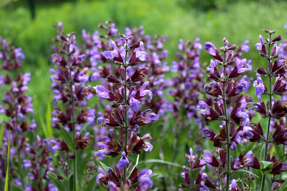 Blossom aromaterapija – eterično ulje žalfija (Salvia officinalis / Sage essential oil), biljna aromatična nota za smirenje, fokus i emocionalnu ravnotežu.