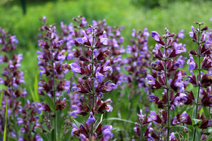 Blossom aromaterapija – eterično ulje žalfija (Salvia officinalis / Sage essential oil), biljna aromatična nota za smirenje, fokus i emocionalnu ravnotežu.