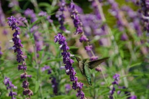 Blossom aromaterapija – eterično ulje žalfija (Salvia officinalis / Sage essential oil), biljna aromatična nota za smirenje, fokus i emocionalnu ravnotežu.