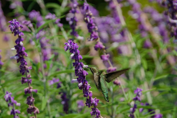 Blossom aromaterapija – eterično ulje žalfija (Salvia officinalis / Sage essential oil), biljna aromatična nota za smirenje, fokus i emocionalnu ravnotežu.